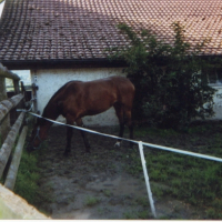 Photo #211974 de Lucky