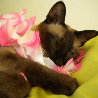 Photo #211981 de Taïs