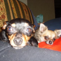 Photo #212023 de Babou