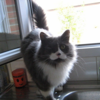 Photo #212027 de Babouche