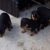 les chiots  a 3 semaines