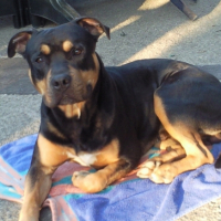 Photo #212042 de Corso