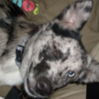 Photo #212045 de Coockie