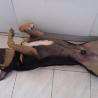Photo #212060 de Corso