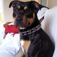 Photo #212064 de Corso