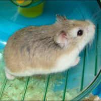 Photo #212077 de Minipouce