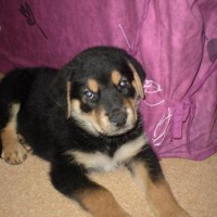Photo #212143 de Tyson