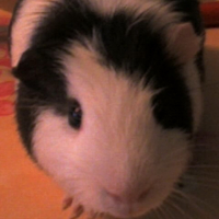 Photo #212147 de Snoopy