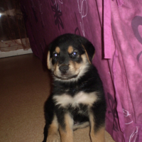 Photo #212150 de Tyson