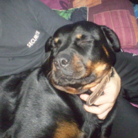 Photo #212160 de Prune
