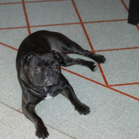 Photo #212196 de Prune