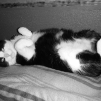 Photo #212207 de Guimauve