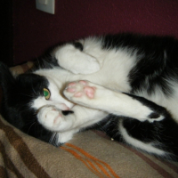 Photo #212210 de Guimauve