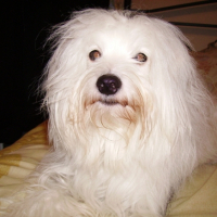 Photo #212211 de Caramel