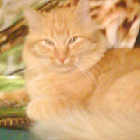 Photo #212236 de Shrek