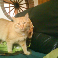 Photo #212237 de Shrek