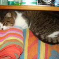 Photo #212243 de Praline