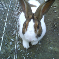 Photo #212253 de Kebab