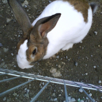 Photo #212260 de Kebab