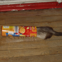 Photo #212269 de Youka
