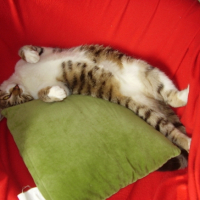 Photo #212274 de Radja