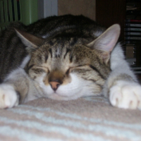 Photo #212287 de Radja