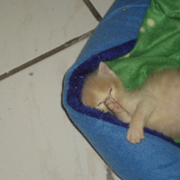 Photo #212313 de Aïko