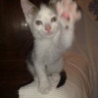 Photo #212314 de Gizmo