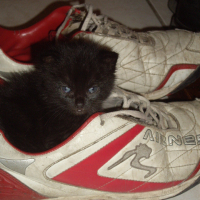 Photo #212316 de Swylie