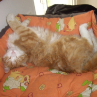 Photo #212342 de Pompon