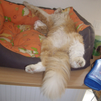 Photo #212343 de Pompon