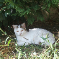 Kroquet dans le jardin