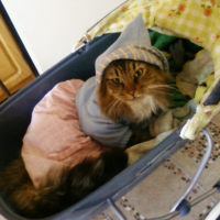 Photo #212364 de Felix