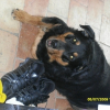 Le gardien des chaussures