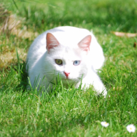 Photo #212450 de Yuki