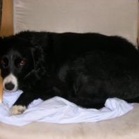 Photo #212471 de Shep
