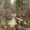 maggie qui s amuse dans le bois