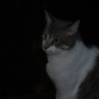 Photo #212652 de Sephi