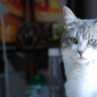 Photo #212654 de Sephi