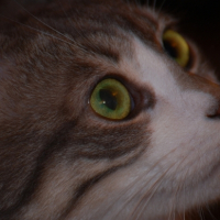 Photo #212660 de Sephi