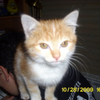 Photo #212689 de Cacahouette