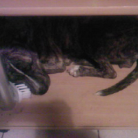 Lana dort sous le bureau