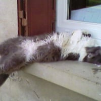 Photo #212700 de Booba