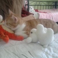 Photo #212745 de Cannaille