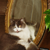 Photo #212816 de Virus