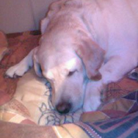 Photo #212860 de Dipsie