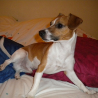 Photo #212874 de Droopy