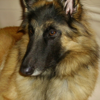 Photo #212906 de Dusty