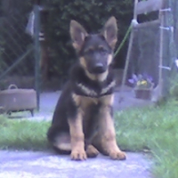 Photo #212910 de Rex