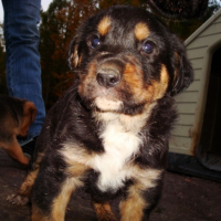 Photo #212943 de Sherkann